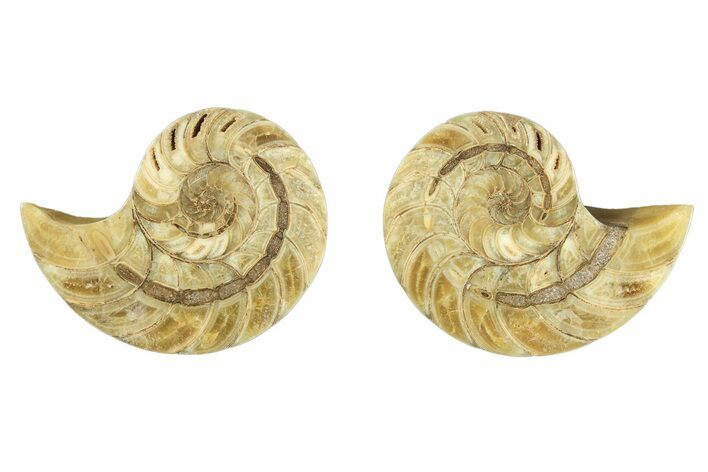 Cut & Polished Nautilus (Cymatoceras) Fossil - Madagascar #257690